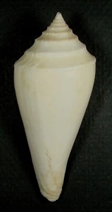 CONUS NEOTORQUATUS 76,29 mm SUPER AUSWAHL PROBEN zentrale Westküste Madagaskar - Bild 1 von 2