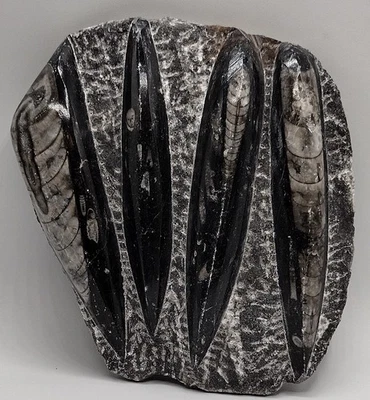 Polished Orthoceras Fossil Plate Black Marble 5.5" x 5" 718g Morocco Specimen (2 - Image 1 of 2