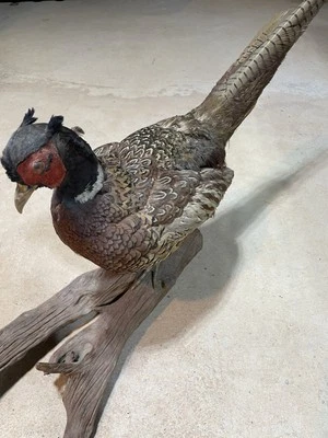 FAISÁN CUELLO ANILLO CON BASE. TAXIDERMIA DE MONTAJE EN MESA/SUELO, EXCELENTE  Foto 1 de 3