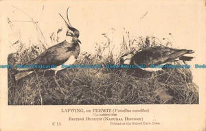 R074682 Lapwing. Peewit. British Museum. Natural History - Picture 1 of 2
