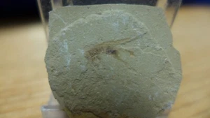 GEOLOGICAL ENTERPRISES Eozän Fossil Insekt Pronemobius smithii Colorado Cricket - Bild 1 von 5