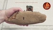Woolly Rhinoceros, partial jaw bone - fossil