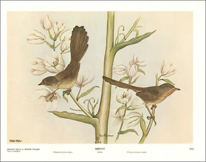 1968 Vintage Druck Wrentit Vogel Mohave Yucca Blume Blüte Kunst von Rex Brasher - Bild 1 von 4