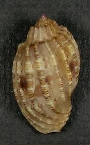 HARPA AMOURETTA CRASSA 32.10mm SUPER CHOICE SPECIMEN Guam - Picture 1 of 2
