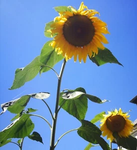 40 Blumensamen Saatgut Riesen-Sonnenblume, Bienenweide, Vogelfutter 2025 b - Bild 1 von 1