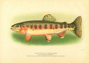 Antique 1900 Fish Chromolithograph Hoen Print Golden Trout of Volcano Creek - Picture 1 of 1