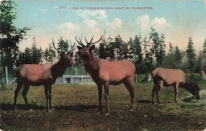 Seattle, WA, Elch im Animal Woodland Park, Ed Mitchell, Serie 1739, Vintage Postkarte - Bild 1 von 2