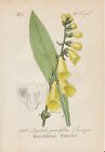 Großblütiger Fingerhut (Digitalis grandiflora) Chromo-Lithographie von 1884 Art