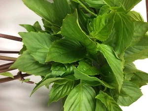 Grossblättriges Thaibasilikum - Ocimum Basil Thai large leaf - 20+ Samen F 232 - Bild 1 von 1