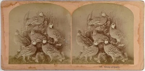 Usa.Etats-Unis.Group of Quails.Groupe de Cailles.Photo Albumen Stereo Kilburn Br - Foto 1 di 2