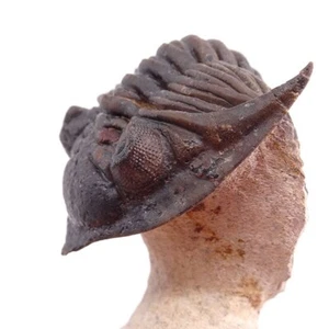 TRILOBITE Metacanthina maderensis - Imagen 1 de 7