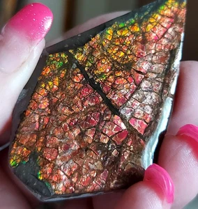 Ammolite Ammonite tabletop Display Piece 50.3x36.5x9.3mm 17395 - Picture 1 of 4