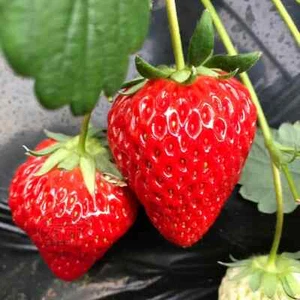 Creamy Red Strawberry Seeds 冬季盆栽奶油草莓种籽子种植四季种子 - Picture 1 of 5