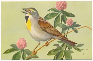 Dickcissel - National Wildlife Federation Postcard 1957 - Picture 1 of 2