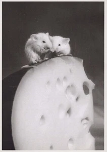 MOUSE Animals Vintage Postcard CPSM #PBR344.U - Picture 1 of 3
