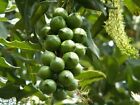 Macadamia ternifolia 5 nasion - małe owocowe orzechy gympie Queensland