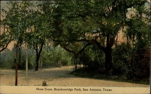 San Antonio,TX Moss Trees Brackenridge Park 1912 Bexar County Texas Postcard - Picture 1 of 2