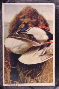 1907 Divided Back Postcard Hunting Dog with Duck in Farm Field Indiana - Picture 1 of 2