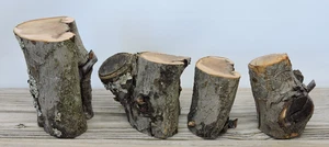 4 Apple Wood Log Chunk Pillar Craft Live Edge HealedOver Crotch 2 1/4~3"D 3~4"L - Picture 1 of 12