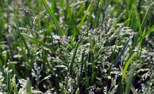 Kentucky Blue Grass Seed, (5 Lb. Pack), KenBlue, Lawn and Turfgrass Seed - Picture 1 of 2