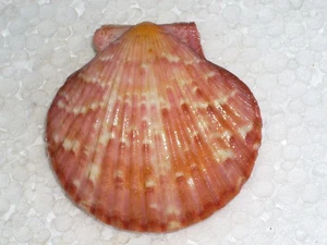 AEUQUIPECTEN OPERCULARIS AMAZING COLOUR, BIG - Picture 1 of 2