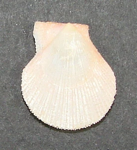 PECTEN HUMILIS 17.51mm SUPER CHOICE SPECIMEN Agulhas Bank, South Africa - Picture 1 of 2