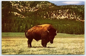 Bull Buffalo Found Only In Few Protected Areas Shaggy Fur Mountains Postcard - Picture 1 of 2
