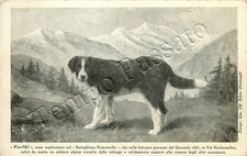3° reggimento Alpini, battaglione Fenestrelle - Farfoi, cane esploratore - 1931