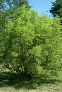 12 Black Willow Tree Cuttings - Fast Growing - Great Shade and Privacy Tree - Picture 1 of 3