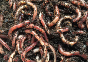 European Nightcrawlers Earthworms Live Trout Bait Blood Worms & Pet Fish Food