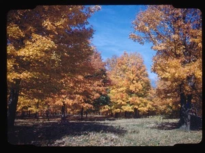 Red Boarder Autumn Trees with Golden Foliage Under Clear Blue Sky - Picture 1 of 2