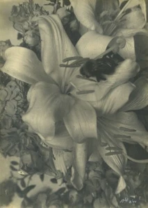 Belgien? Stillleben Fliege in Lilly Blume altes Kunst Foto ALF 1944 - Bild 1 von 3