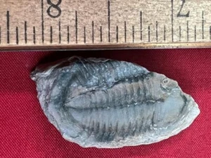 IMPRESE GEOLOGICHE trilobite fossile cambriano Housia canadensis Canada - Foto 1 di 7