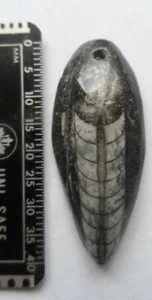 Orthoceras Fossil "Drilled" Pendant (#4)   - Bild 1 von 1