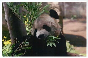 Giant Panda Bear Eating Bamboo Shoots, Animal of China, Cute -- Modern Postcard - Picture 1 of 2