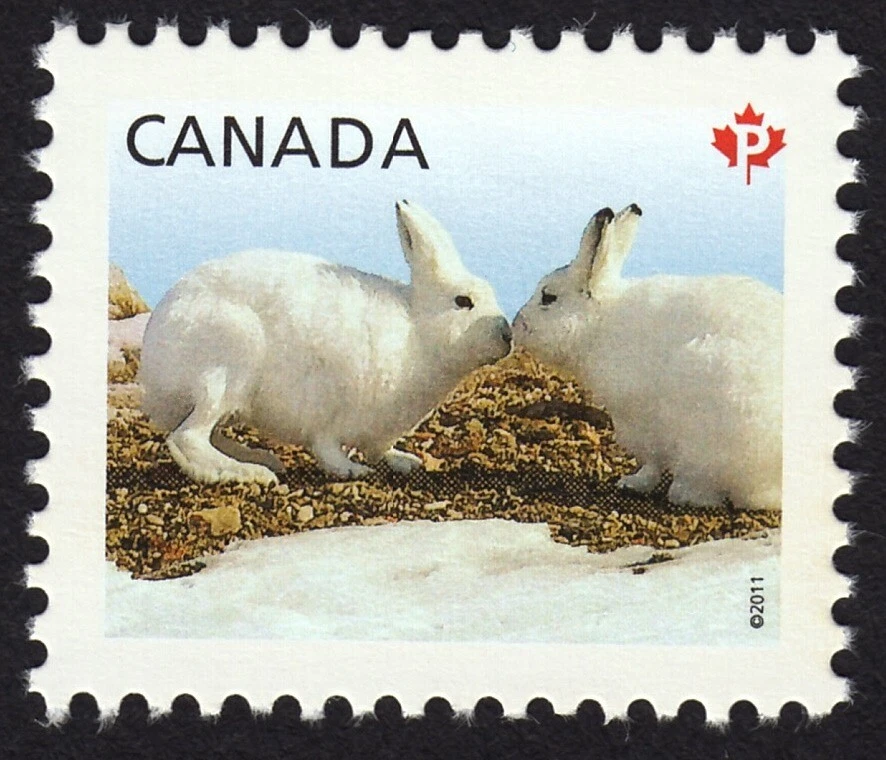 RABBIT * ARCTIC HARE = Canada 2011 #2424a MNH Stamp from Souvenir Sheet - Image 1 of 1