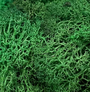 Dark Green Norwegian Reindeer Moss Preserved Dried Craft Stamen Decoration - Picture 1 of 1