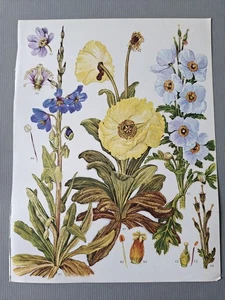 Vintage Flower Plant Book Pages Prints Plates Botanical Picture Craft Poppy Wild - Picture 1 of 1
