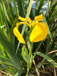 Louisiana Iris "Yellow Flag" Rhizomes & pre-blooms! Get ready for next spring! - Picture 1 of 2