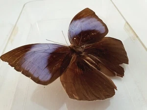 Large Natural Real Butterfly Specimen In Plastic Case Stunning Peace. - Picture 1 of 12