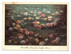 Van Houten Cacao Sammelbild Seenelken Fische trading card - Bild 1 von 2