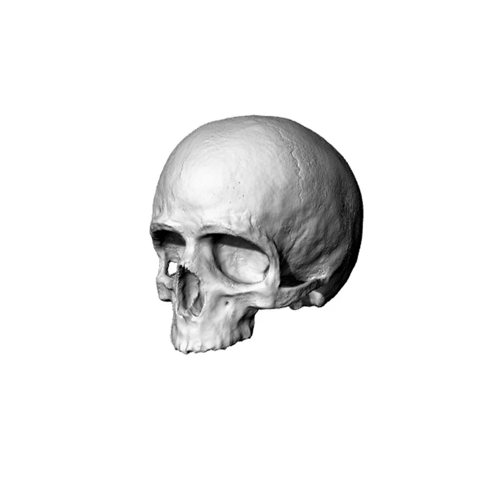 SSMODEL 1:72 Skeleton Replica Miniature & Scale Model Skull Bones 20pcs - Image 1 of 1