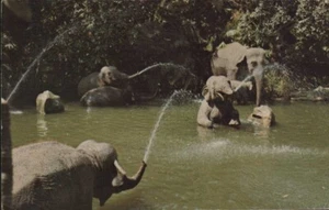1974 vintage DISNEYLAND ELEPHANT POOL Jungle Cruise ADVERTURELAND postcard - Picture 1 of 2