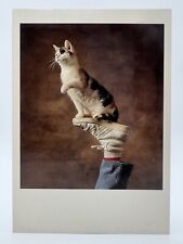 Yann ARTHUS-BERTRAND Chrome Photo Continental Postcard Cat Posing on Shoe