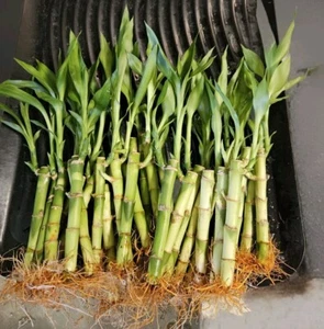 10 LUCKY BAMBOO PLANTS 4" Free Gold Wires Indoor Perennial, Ideal GIFT - Picture 1 of 7