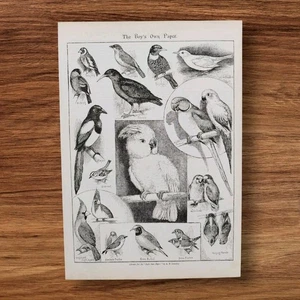 Antique 1890s Victorian Pet Birds Book Print Lithograph Cockatoo Parrots Finch - Picture 1 of 11