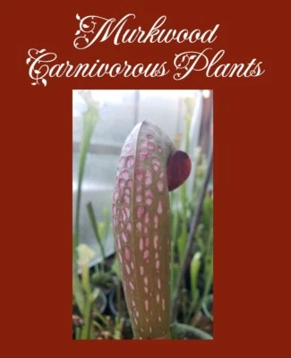 Sarracenia Minor GIANT Okeefenokeensis Clone J Red Window Live Pitcher Plant! - Image 1 of 4