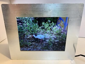 Brookstone (Digital Picture Show 8" Frame) Plays Music, Pictures & Video - Picture 1 of 5
