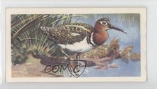 1961 Brooke Bond Tropical Birds Tea Painted Snipe #8 1i3