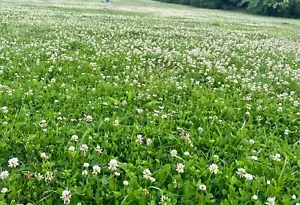Clover White 25% & 75% grass Seeds Garden Overseeding Lawn Easy Grow Green cover - Picture 1 of 3